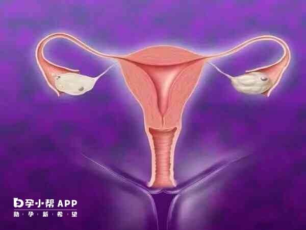 输卵管有运送受精卵的作用