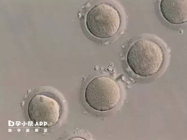 移植囊胚可以提高试管婴儿成功率