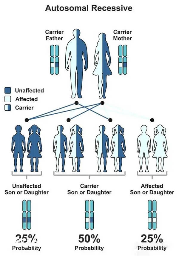 常染色体隐性遗传规律