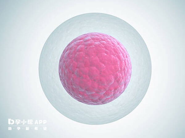 卵巢早衰会影响卵子质量