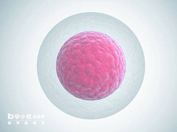 卵泡大小会根据月经周期变化
