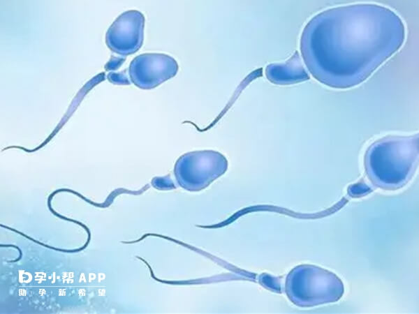 畸形精子会影响受孕率
