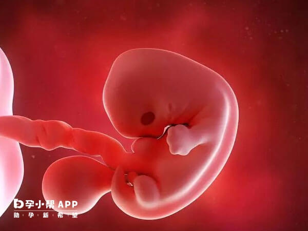 嵌合体胚胎会影响胎儿的正常发育