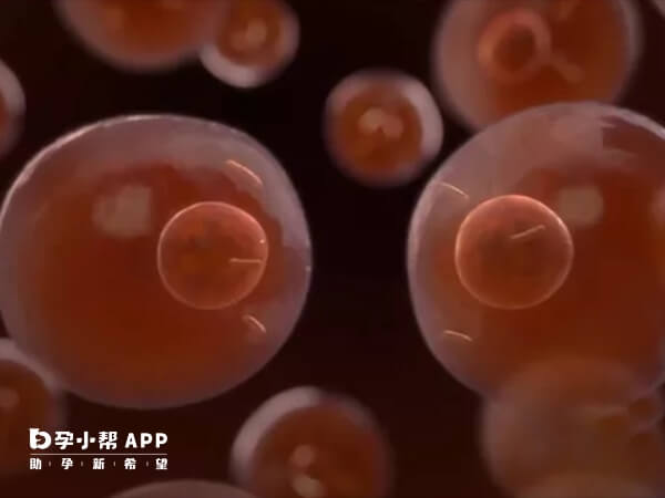 五细胞鲜胚发育潜能不是特别好