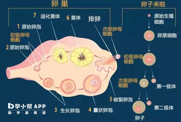 卵泡发育的四个阶段特征对比图