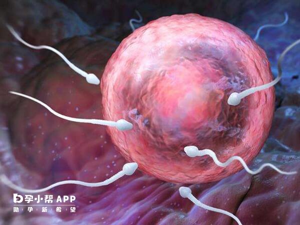卵子弹性差会影响受精
