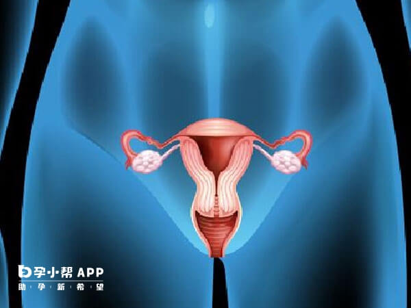 多囊促排前建议先检查卵巢的内分泌情况