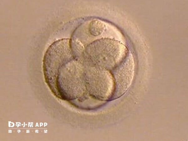 养囊对于胚胎质量有一定要求