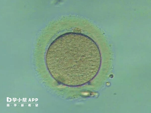 0pn囊胚也可以用于试管移植