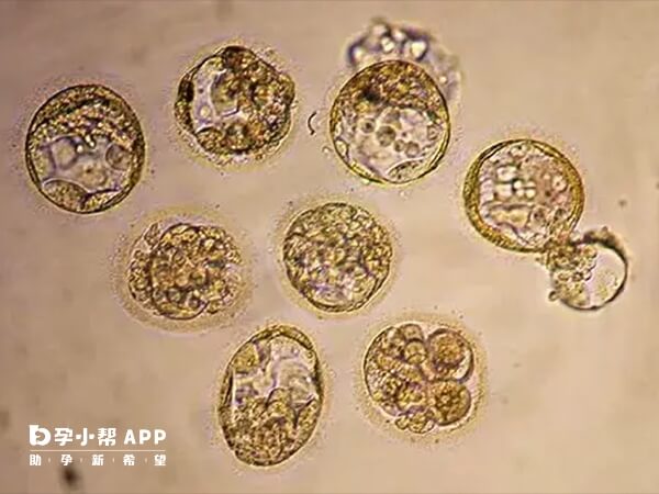 胚胎800属于是一级胚胎
