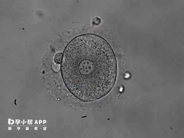 部分1pn胚胎可以正常生长发育