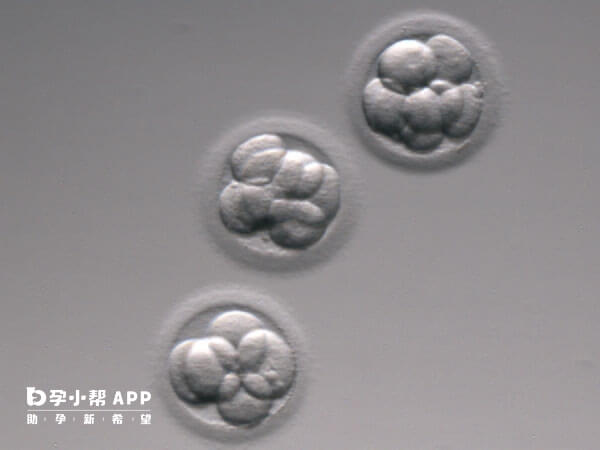 养囊后筛查染色体对囊胚的损伤更低