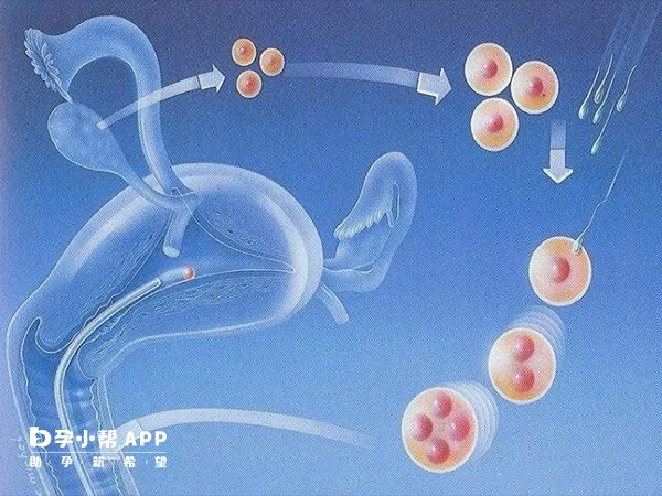 amh值可以反应卵巢储备功能