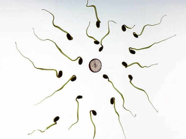 精子畸形率高会影响受孕