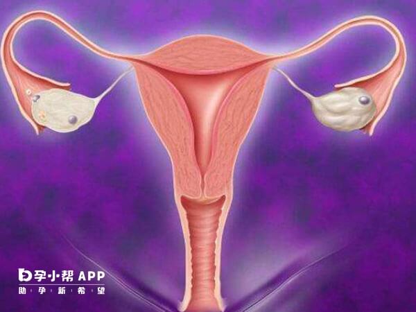 输卵管上举会影响受孕能力