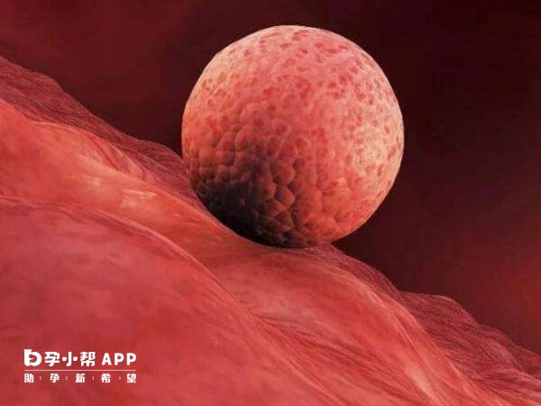 免疫问题做试管可能会影响胚胎着床