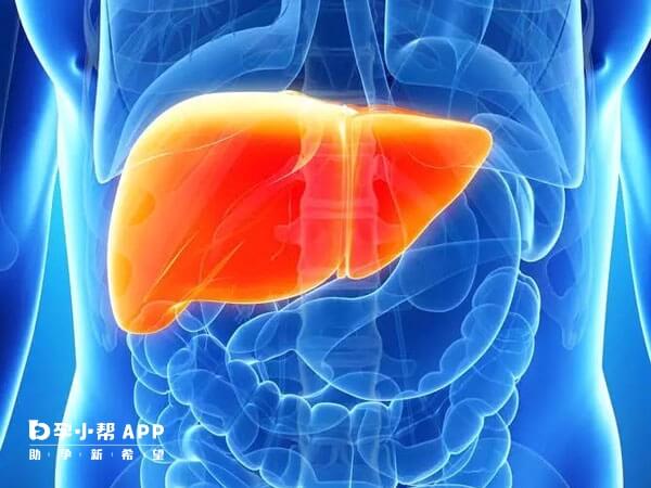甘胆酸可以反应肝脏的新陈代谢情况