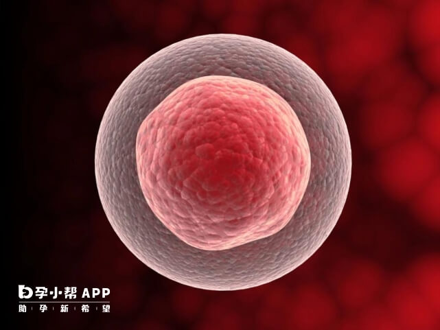 促排后只有1个卵泡之后可能会没有胚胎可以使用