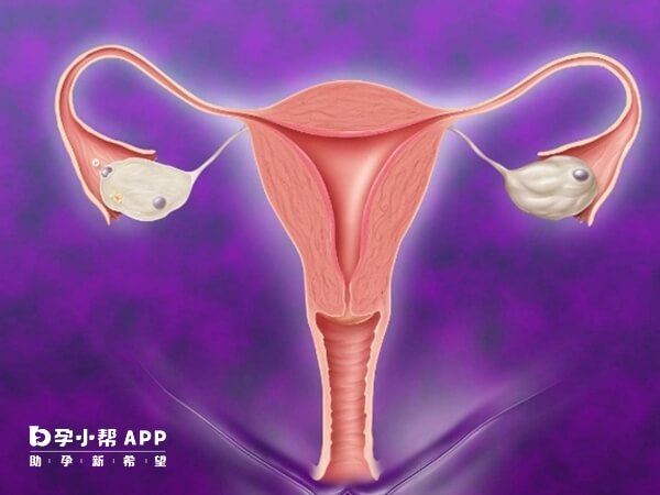 人工受孕看卵巢功能不看年龄