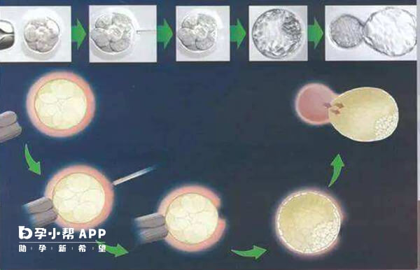 胚胎辅助孵化过程