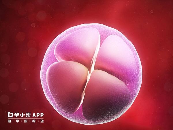 c级精子配成的胚胎质量较差
