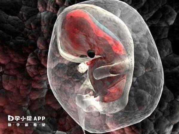 染色体异常容易导致胎停育