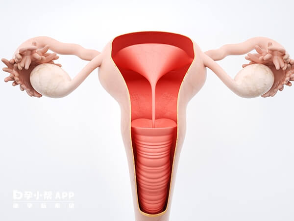 子宫后位弯曲可能会导致胎停