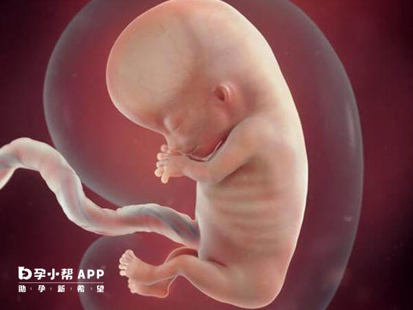 人波形蛋白抗体高会影响胎儿发育