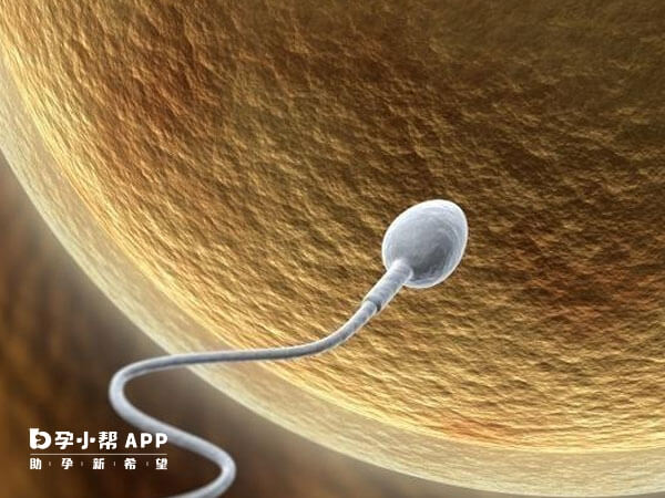 精子畸形会影响胚胎质量