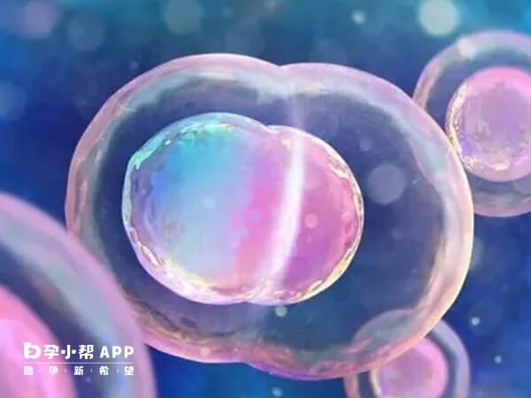 移植一个鲜胚可能会分裂成双胎