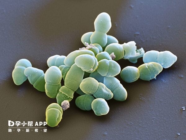 精液中有表皮葡萄球菌说明可能存在感染