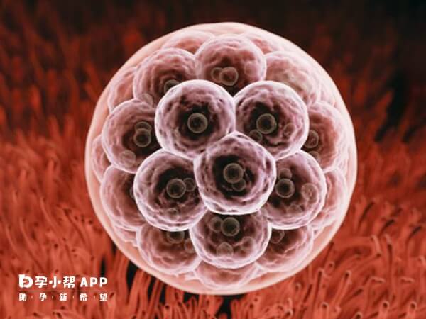 桑葚胚胎有32个细胞