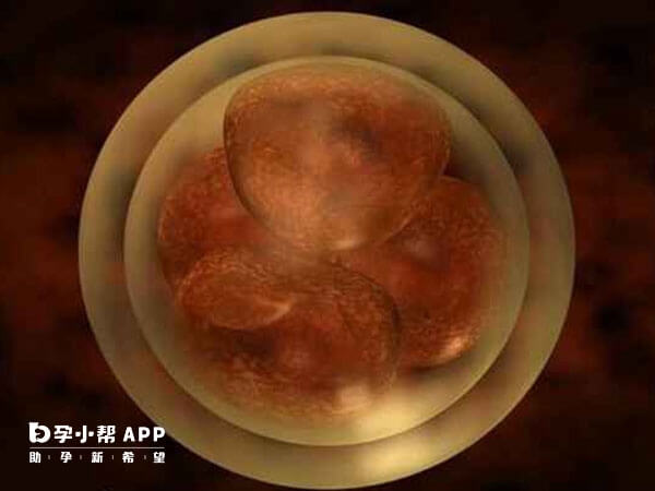 移植多核囊胚对试管结果的影响不同