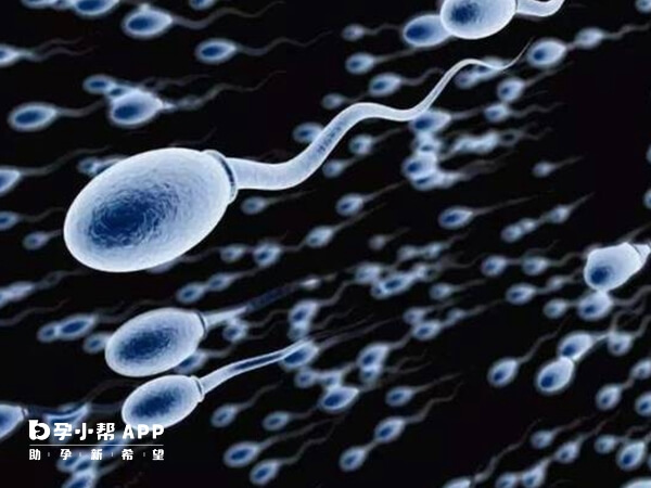 精子分离术原理是y精子跑得快