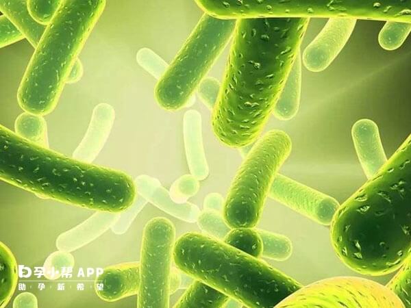 吃益生菌能够维持肠道菌群平衡