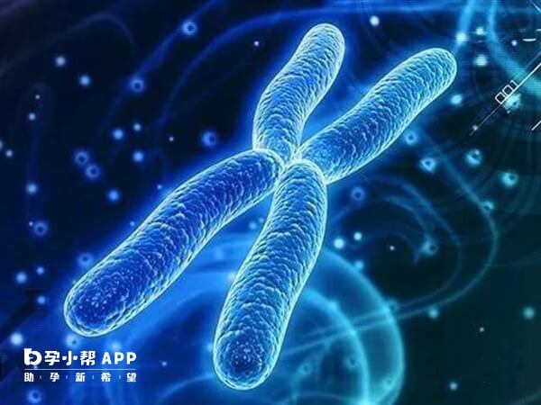 染色体异常会导致胚胎养囊成功率低