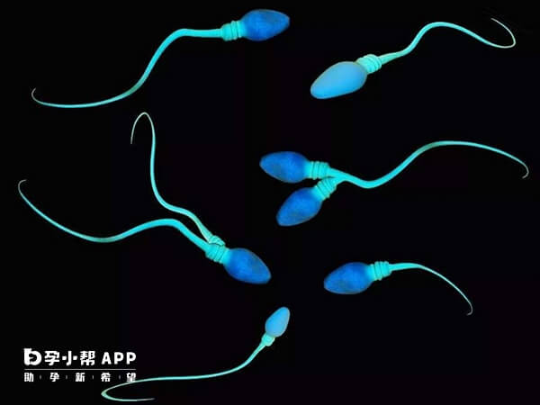 精子畸形会影响生育