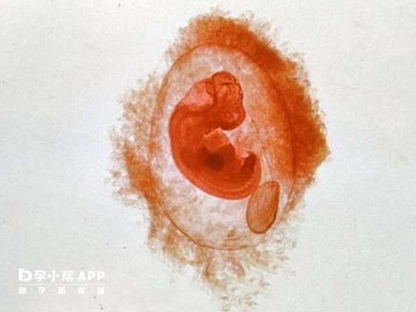 胚胎生化发生在妊娠的5周之内