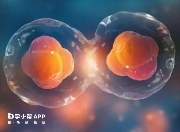 内膜癌术后可以移植两个囊胚