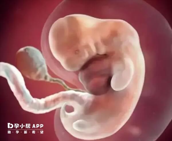 肝功能异常会影响胚胎发育