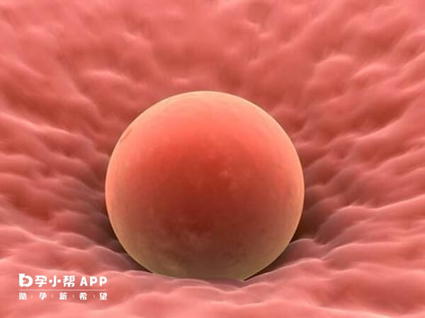 胚胎胶一定程度上可以帮助着床
