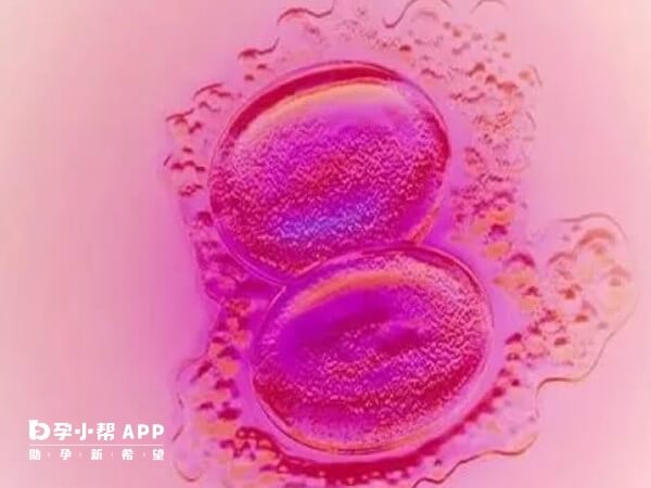 胚胎多可以养囊