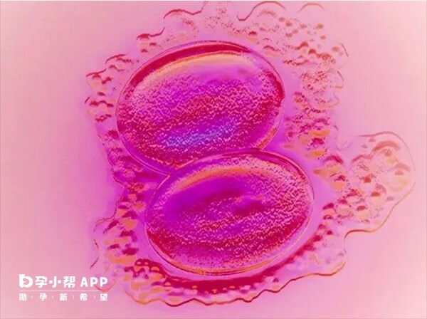 移植后塞黄体酮可以促进胚胎着床和保胎