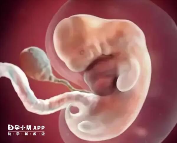 过度刮宫会导致胚胎发育异常