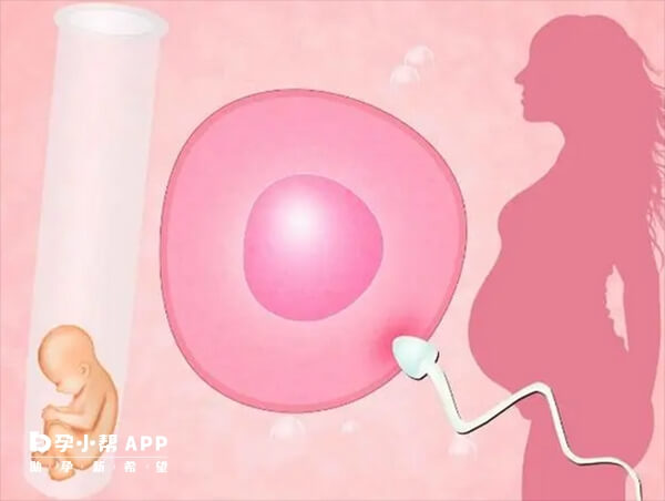血脂低会影响胚胎发育