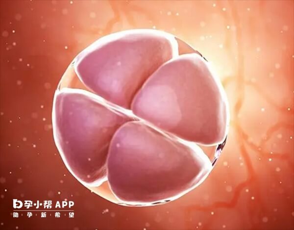 孕酮高会影响胚胎着床和发育