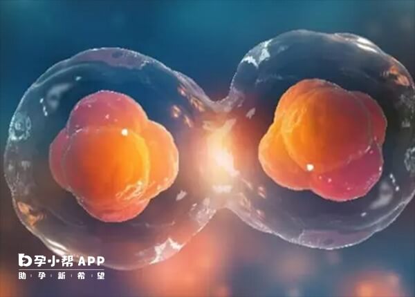 月经少会影响胚胎发育