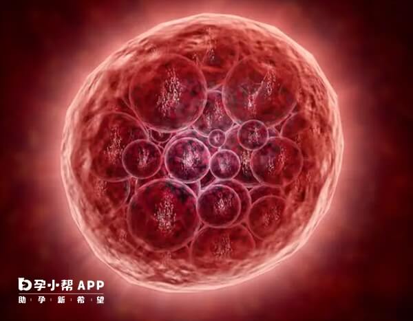 胚胎生化可能是由于母体排斥引起的