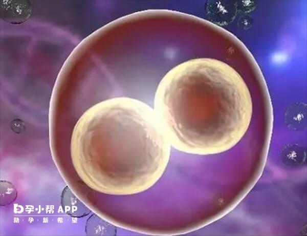 早期囊胚可能会分裂成双绒双羊双胎