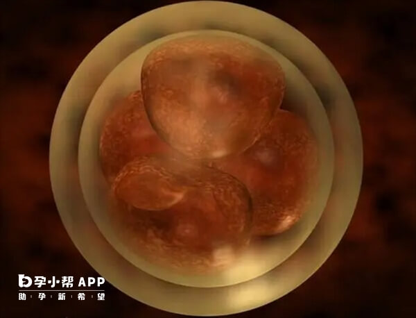 胚胎发育的时候可能会分裂成两个胚胎